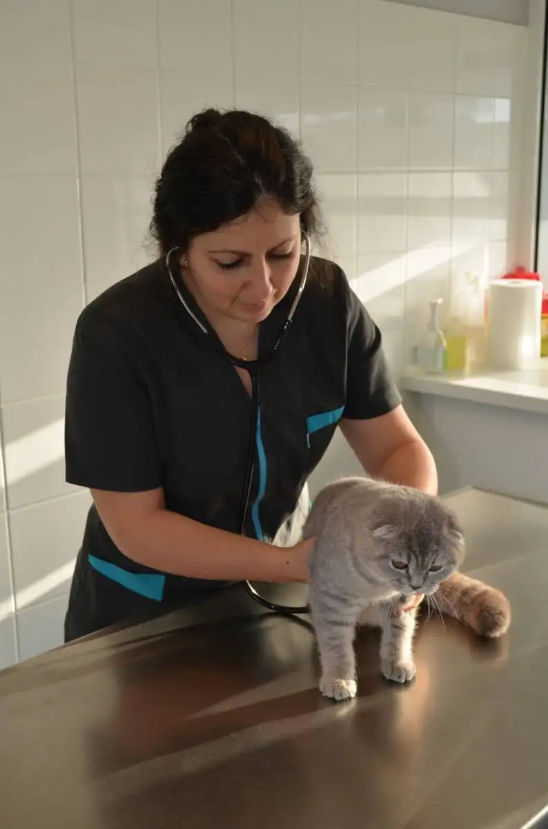 Spécialiste des chats vétérinaire La Ciotat - Camilleri Véronique