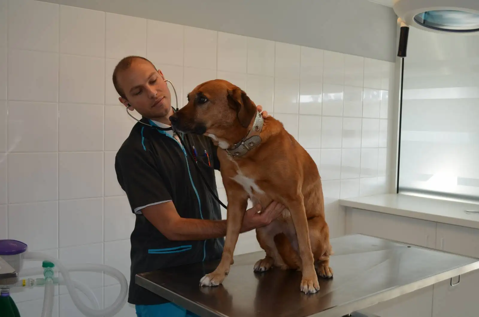 Vétérinaire la Ciotat - Alexandre Chenin