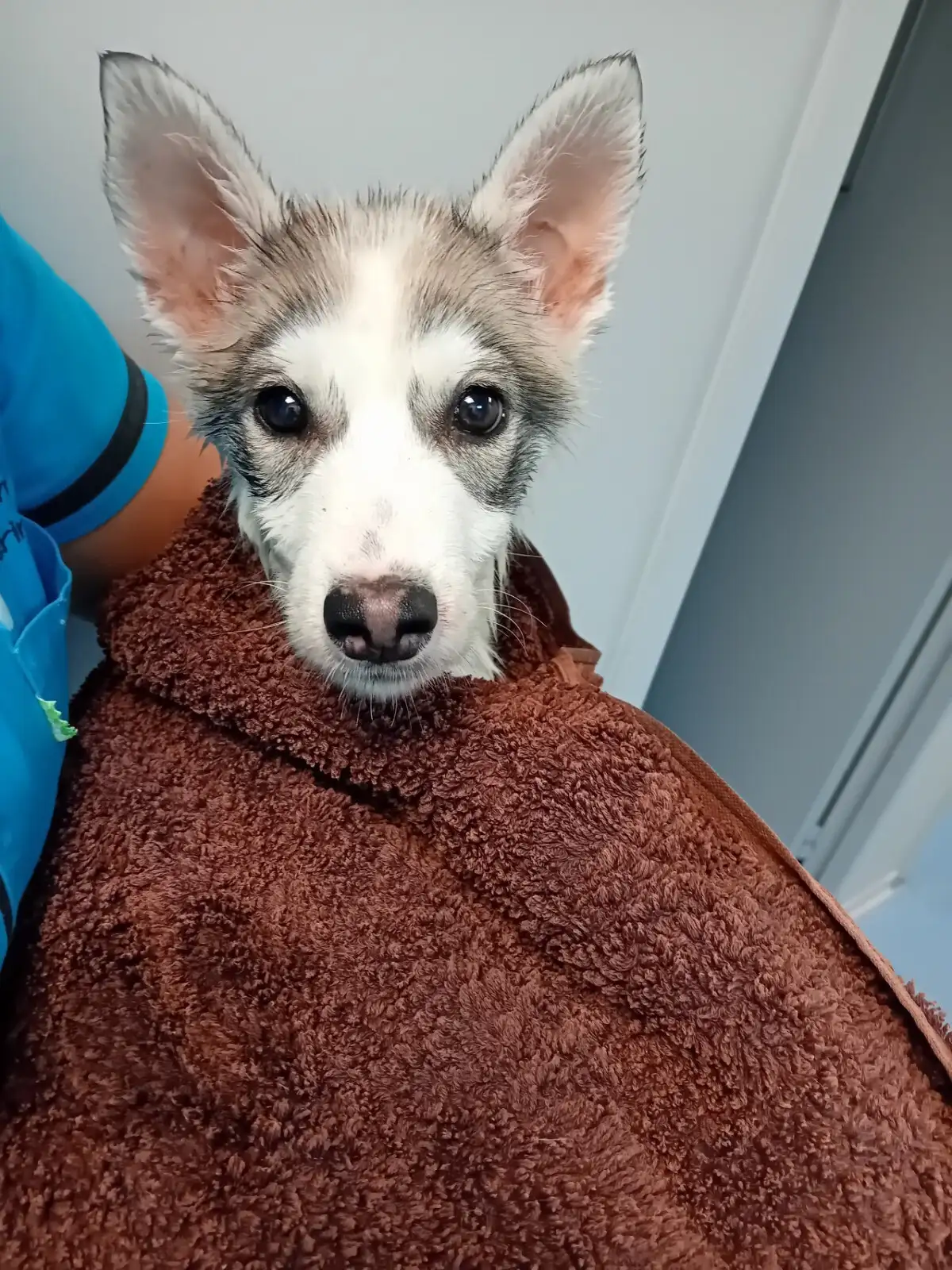 La parvovirose, une maladie mortelle