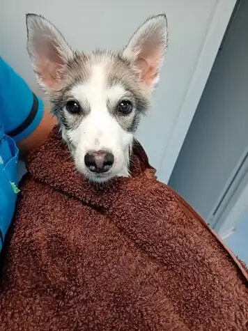 La parvovirose, une maladie mortelle