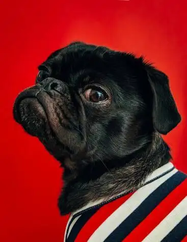 Mon chien a mang du chocolat  La Ciotat