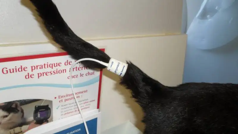 chirurgie vtrinaire La Ciotat