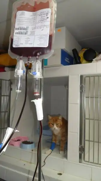 Comment se passe une hospitalisation et soins intensifs chez le vtrinaire pour mon chien ou mon chat  La Ciotat