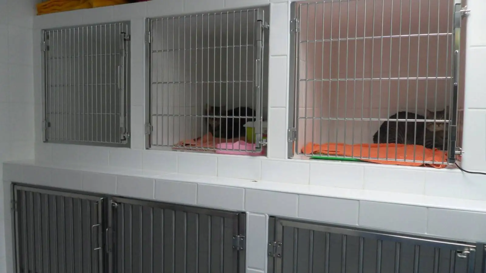 En quoi consiste l'hospitalisation de mon chien ou de mon chat  La Ciotat