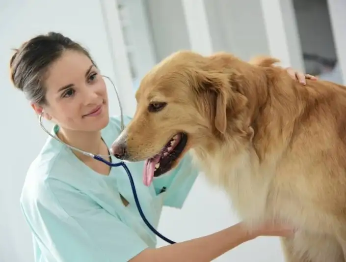 Visites vtrinaires  domicile pour chiens et chats  La Ciotat, Ceyreste, Cassis et alentours