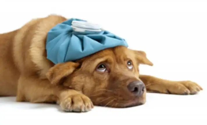 Comment se fait la prise en charge de la douleur pour les chats et les chiens