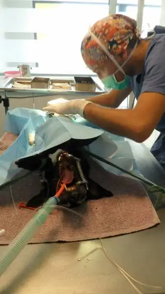 Chirurgie vtrinaire abdominale du chien, du chat et du lapin La Ciotat