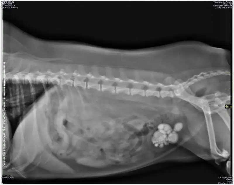 chirurgie vtrinaire La Ciotat