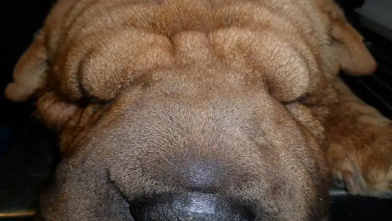 spcialiste des chats vtrinaire La Ciotat