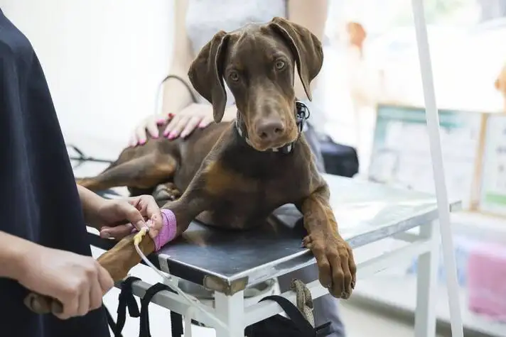 Quelle clinique vtrinaire donne des conseils sur la Mdecine canine  La Ciotat