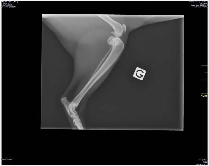 Chirurgie orthopdique vtrinaire La Ciotat