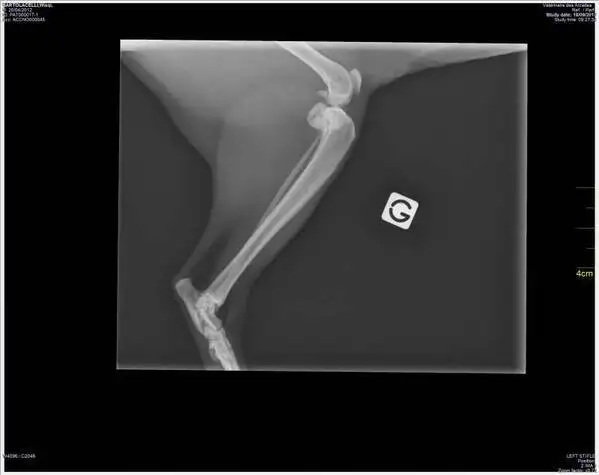 Chirurgie orthopdique vtrinaire La Ciotat