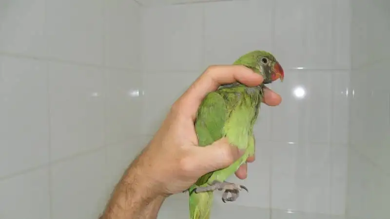 spcialiste des chats vtrinaire La Ciotat