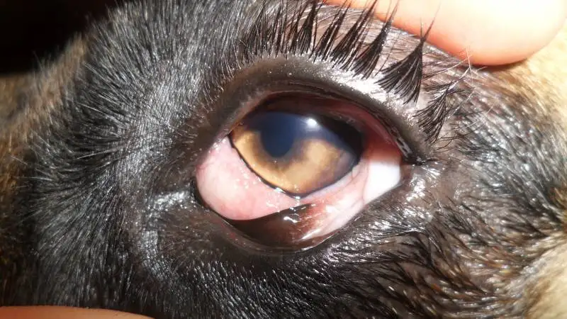 spcialiste des chats vtrinaire La Ciotat