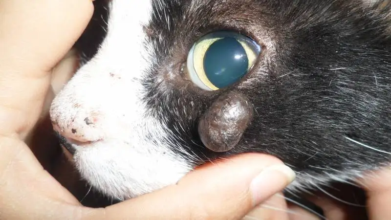 chirurgie vtrinaire La Ciotat