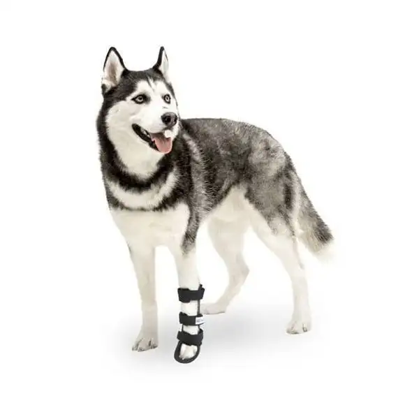 Consultation vtrinaire pour problme orthopdique de mon chien  La Ciotat