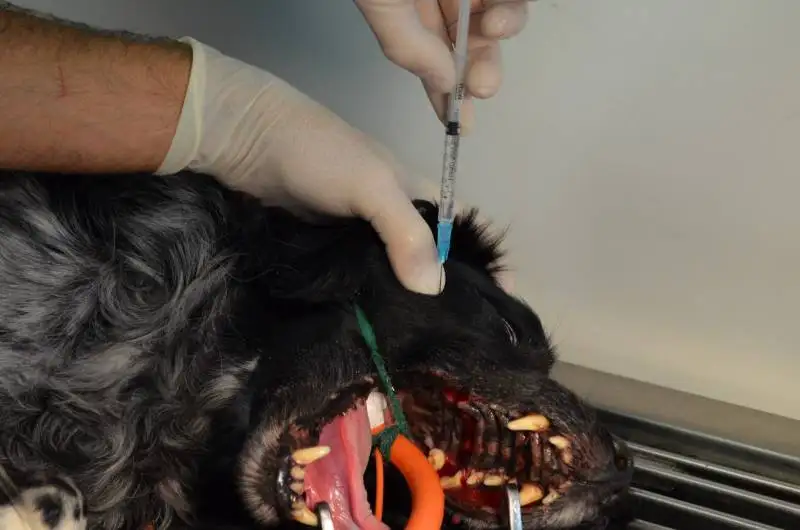 spcialiste des chats vtrinaire La Ciotat