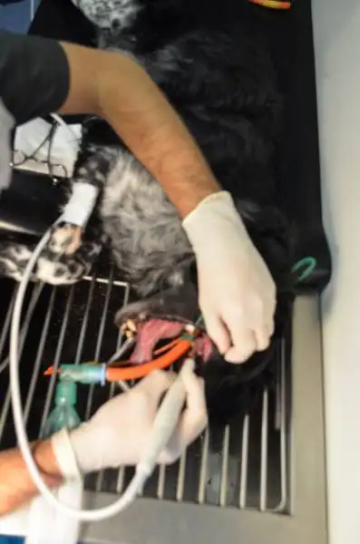 chirurgie vtrinaire La Ciotat