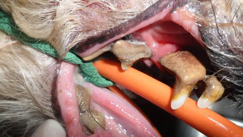 urgence vtrinaire pour chats  La Ciotat