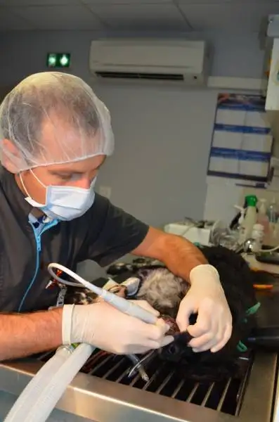 Quelle clinique vtrinaire fait de la Dentisterie et de la stomatologie pour mon chien, mon chat ou mon lapin  la Ciotat
