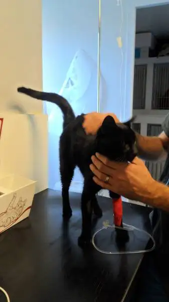 consultation vtrinaire La Ciotat