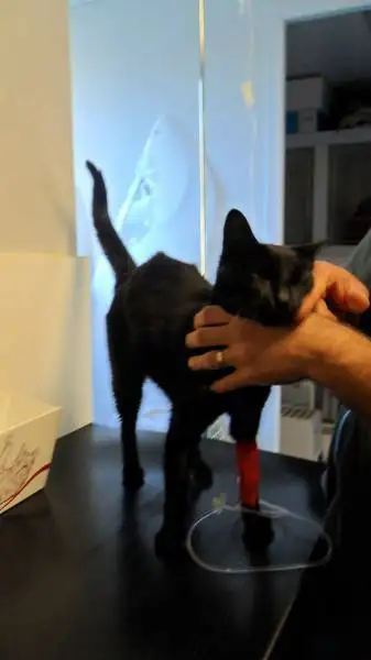 urgence vtrinaire pour chats  La Ciotat