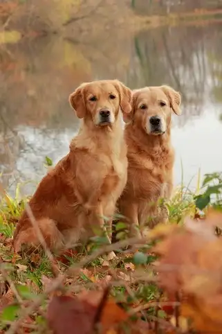 Prix st�rilisation de chienne � La Ciotat
