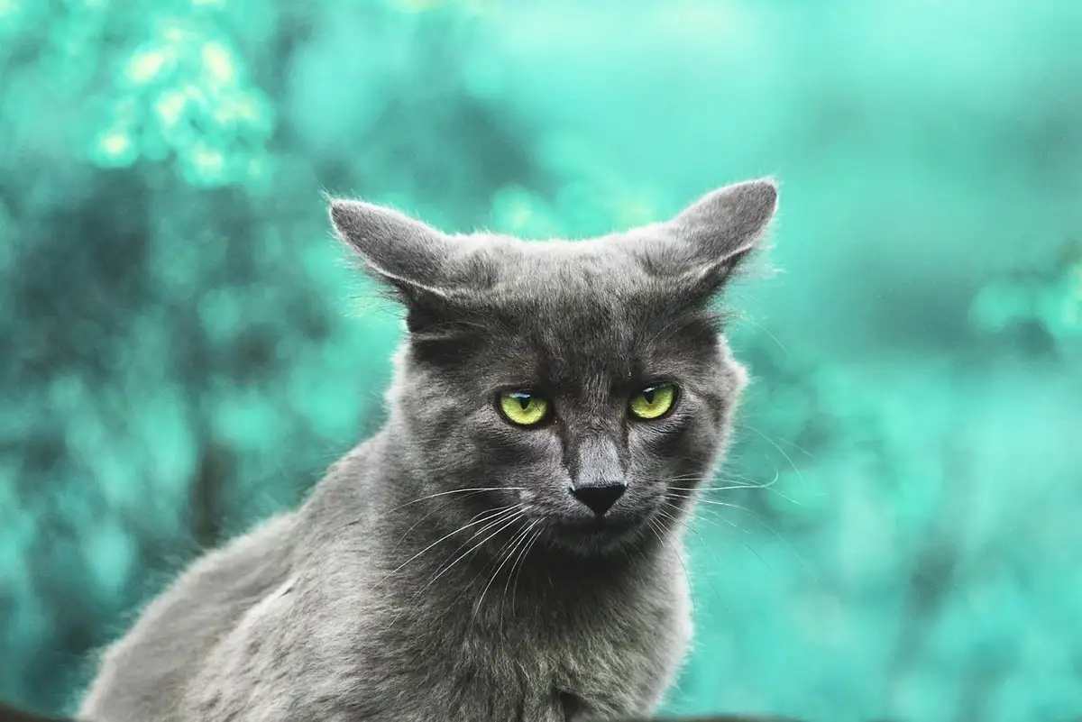 Prise en charge d'animaux bless�s � La Ciotat