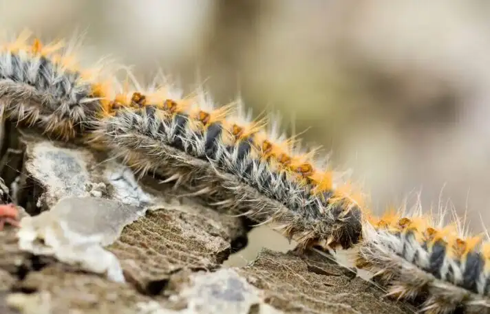 Alerte CHENILLES PROCESSIONNAIRES