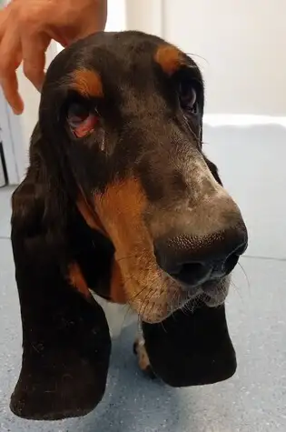 Mon chien vieillit mais va bien, dois-je l'emmener chez le vtrinaire ?