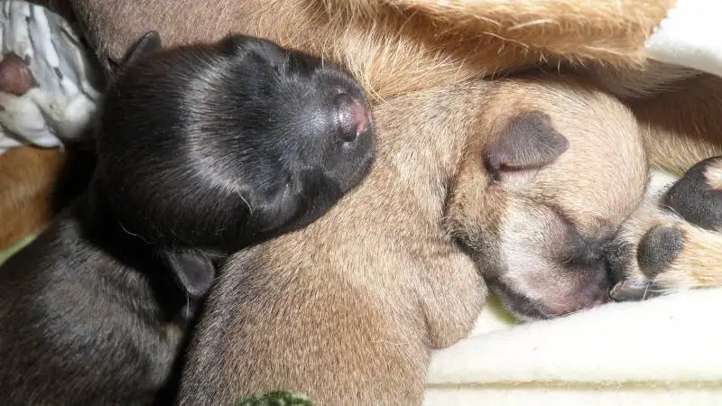 spcialiste des chats vtrinaire La Ciotat