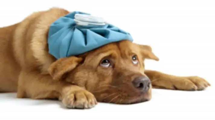 Comment savoir si mon animal ncessite une consultation d'urgence  La Ciotat?