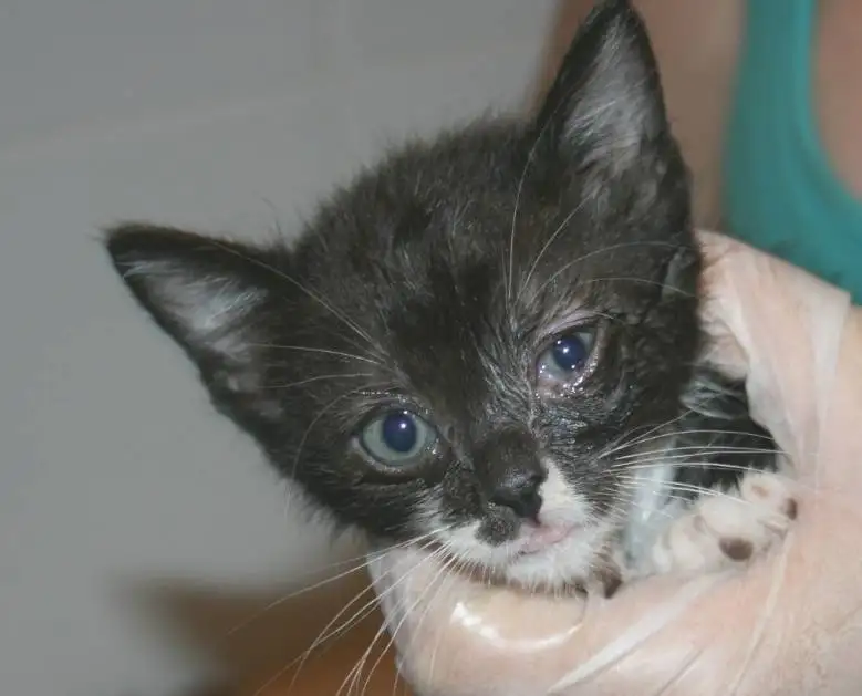 Comment traiter le coryza du chat avec l'aide d'un vtrinaire  La Ciotat proche de Cassis