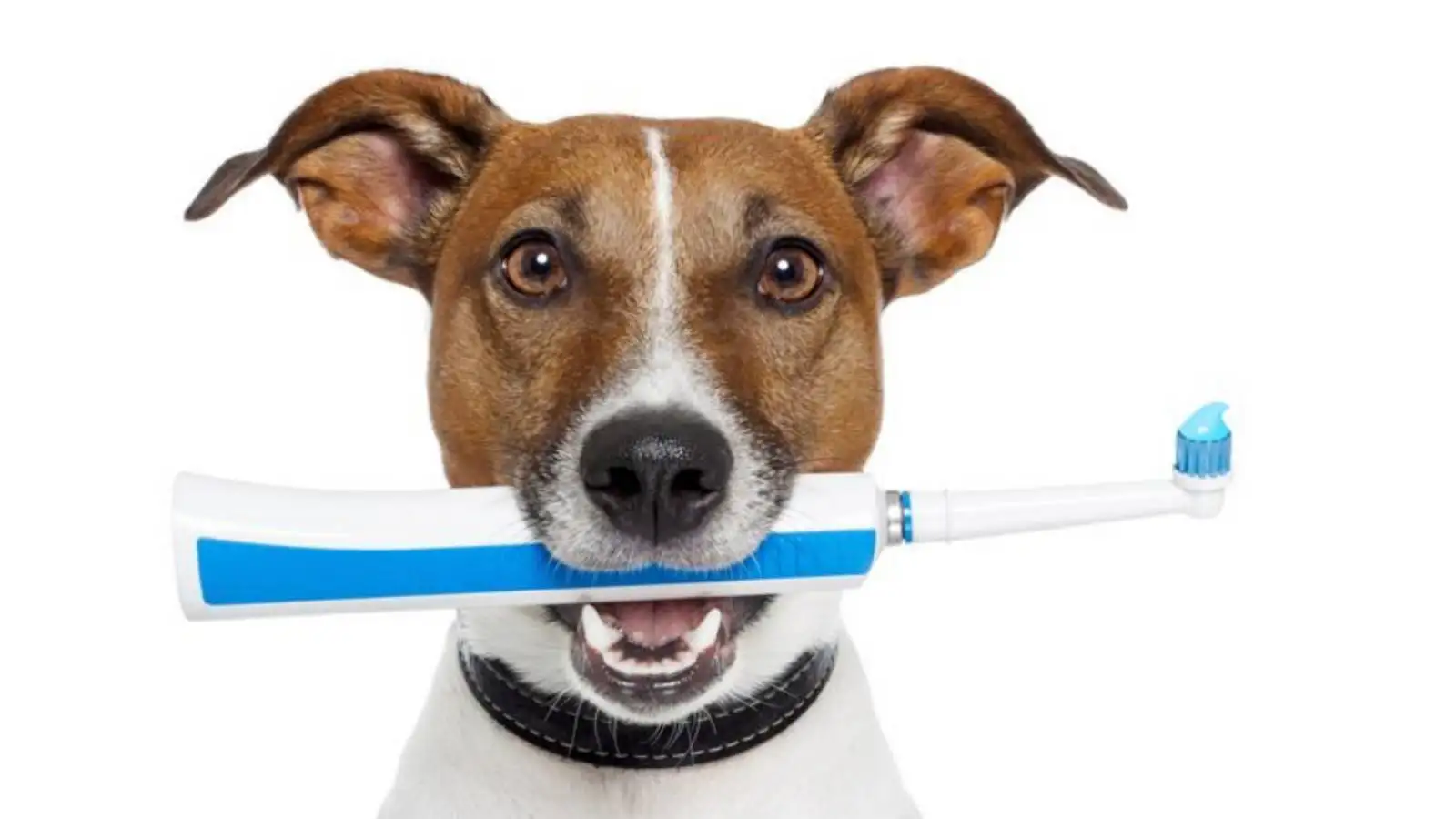 Quels sont les gestes d'hygine  adopter pour mon chien ou mon chat au quotidien