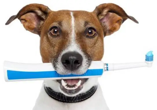 Quels sont les gestes d'hygine  adopter pour mon chien ou mon chat au quotidien