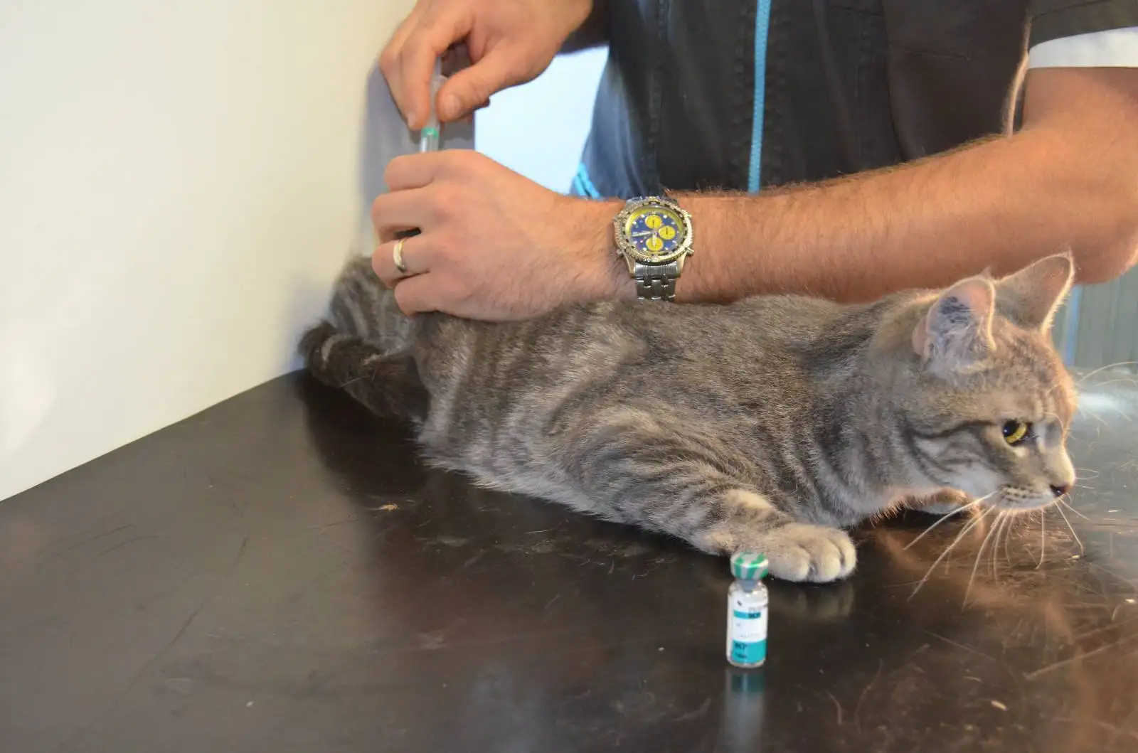 Vaccination de votre chien, chat ou lapin  Cassis