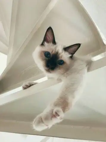 O faire soigner mon chat Sacr de Birmanie malade  La Ciotat