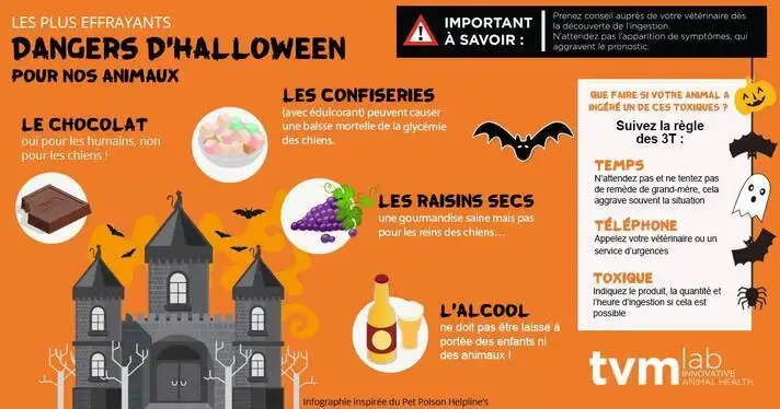 Quels sont les risques d'intoxication pour mon chien ou mon chat  La Ciotat en priode d'Halloween