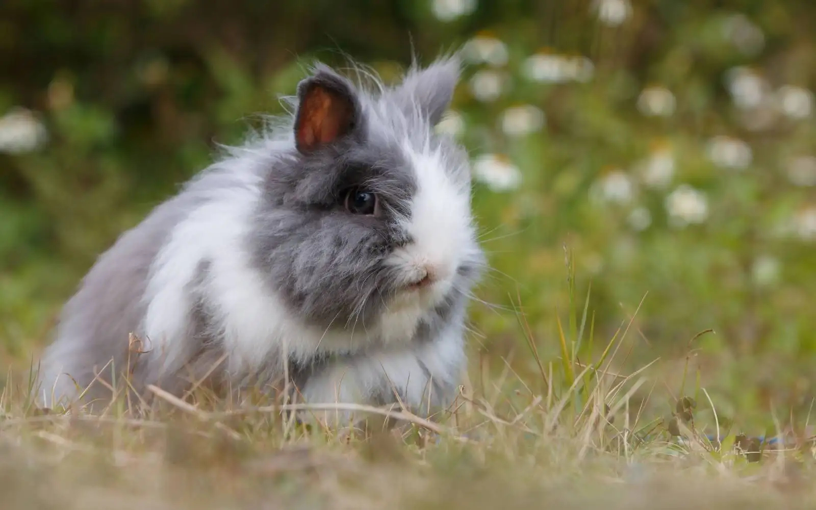 Faut-il faire vacciner son lapin  La Ciotat et contre quelles maladies