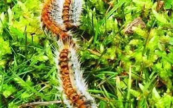 Quel danger reprsentent les chenilles processionaires  La Ciotat pour mon chien ou pour mon chat