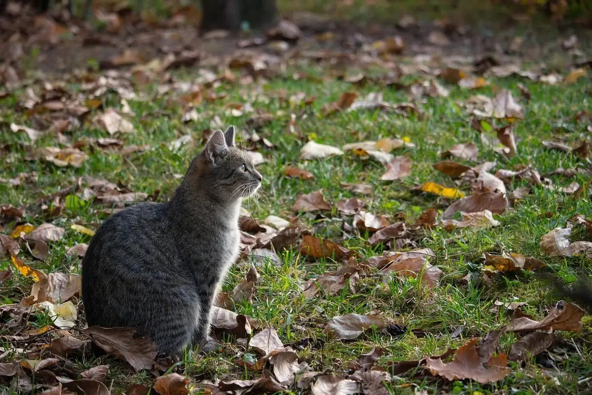 Nos chiens et chats, ces soldats de la tendresse qui veillent sur nous au quotid