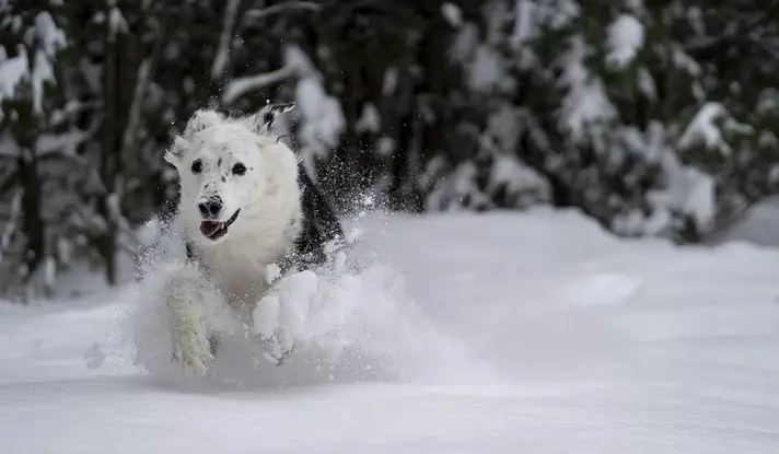 A la montagne et en hiver, les dangers pour nos chiens se cachent partout