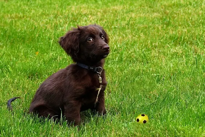 Urgences v�t�rinaires La Ciotat - Intoxication au chocolat chez le chien
