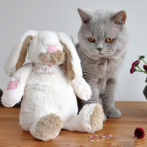 Attention au chocolat de P�ques : un danger � La Ciotat chiens chats