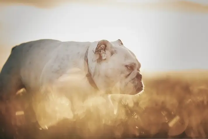 V�t�rinaire La Ciotat :comment prot�ger chiens/chats pendant les pics de chaleur