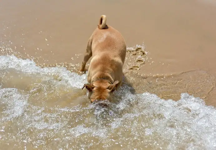 Chien et baignade, mer ou piscine : attention aux probl�mes de peau et de gastro