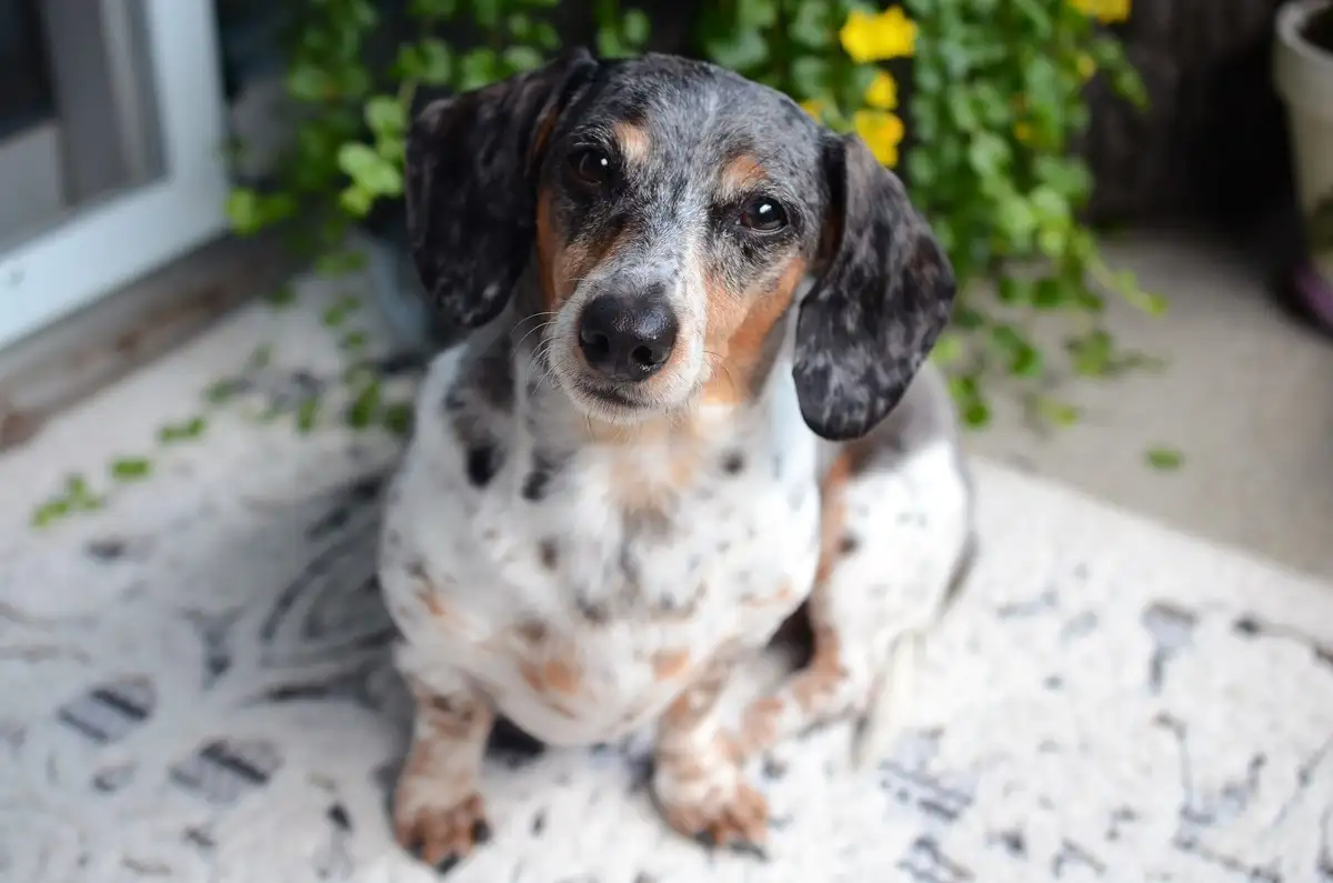 Voyager avec son chien pendant les vacances de la Toussaint : les pr�cautions � 