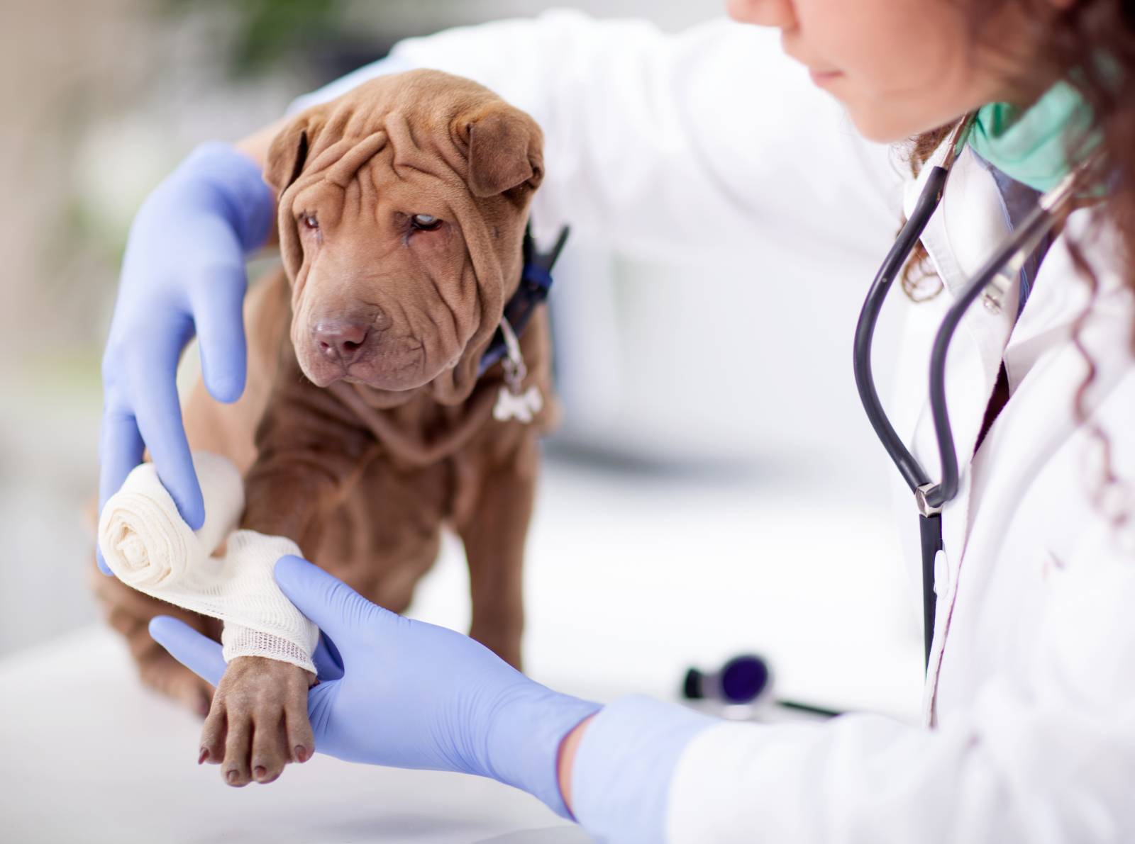 Faire vacciner son chien La Ciotat