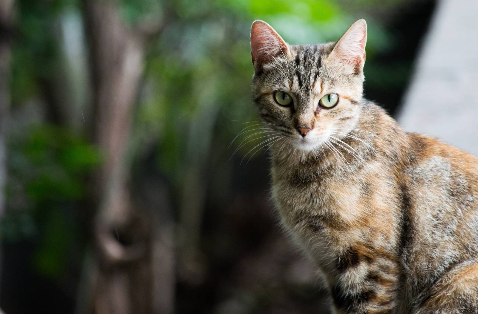 Pourquoi mon chat vomit sa nourriture, de la bile, de la mousse ...